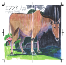 「SKETCH FROM THE ZOO」