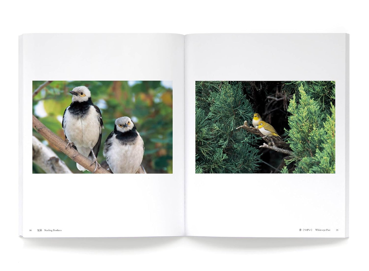 『Amazing Wild Birds 素晴らしい野鳥』　高 達志写真集