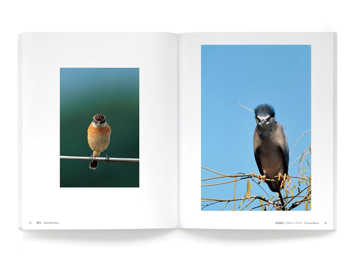 『Amazing Wild Birds 素晴らしい野鳥』　高 達志写真集