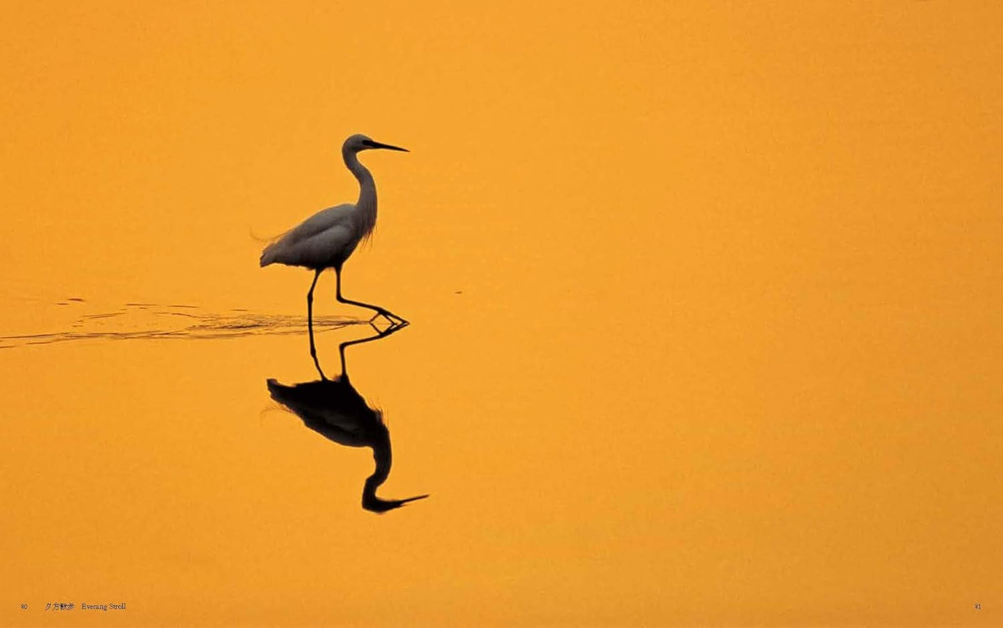 『Amazing Wild Birds 素晴らしい野鳥』　高 達志写真集