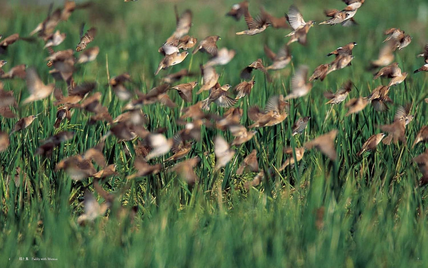 『Amazing Wild Birds 素晴らしい野鳥』　高 達志写真集